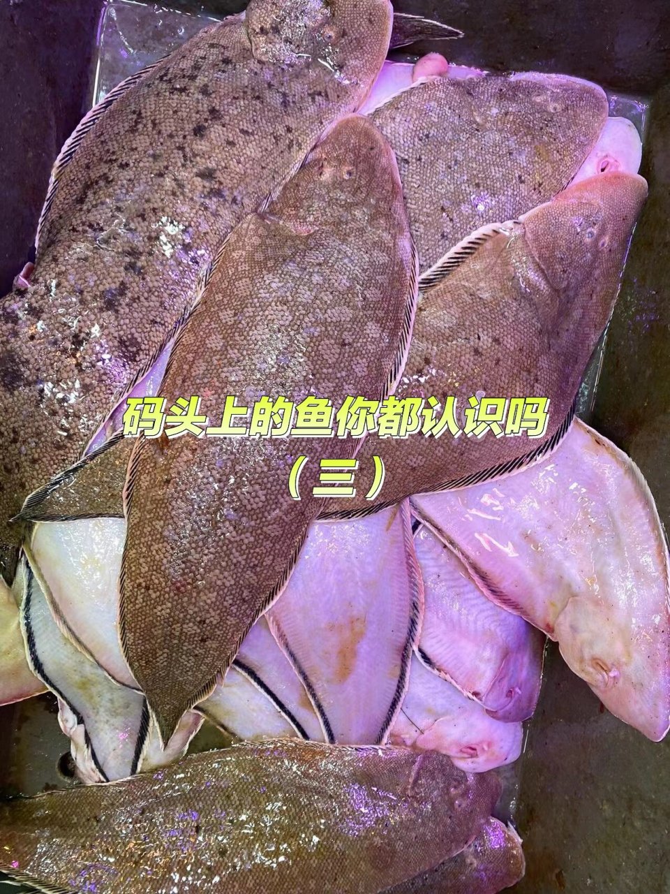 龙利鱼 | 容易被人忽悠买错的鱼 9999龙利鱼是海鱼,是鲽形目-舌鳎