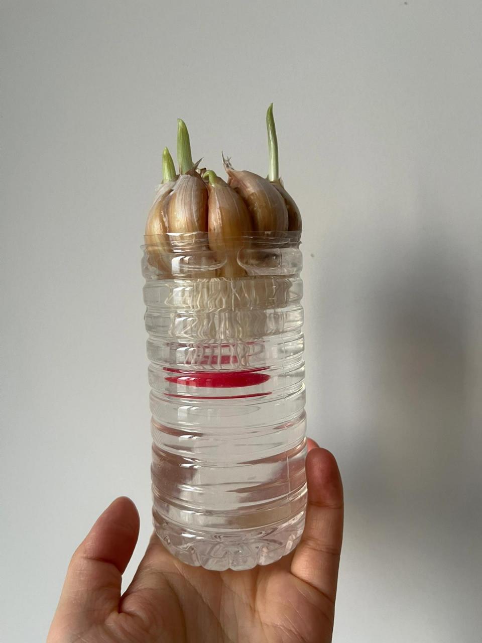 一年级科学课——水培大蒜 找一颗大蒜00 放在水里 水刚到底部 一下