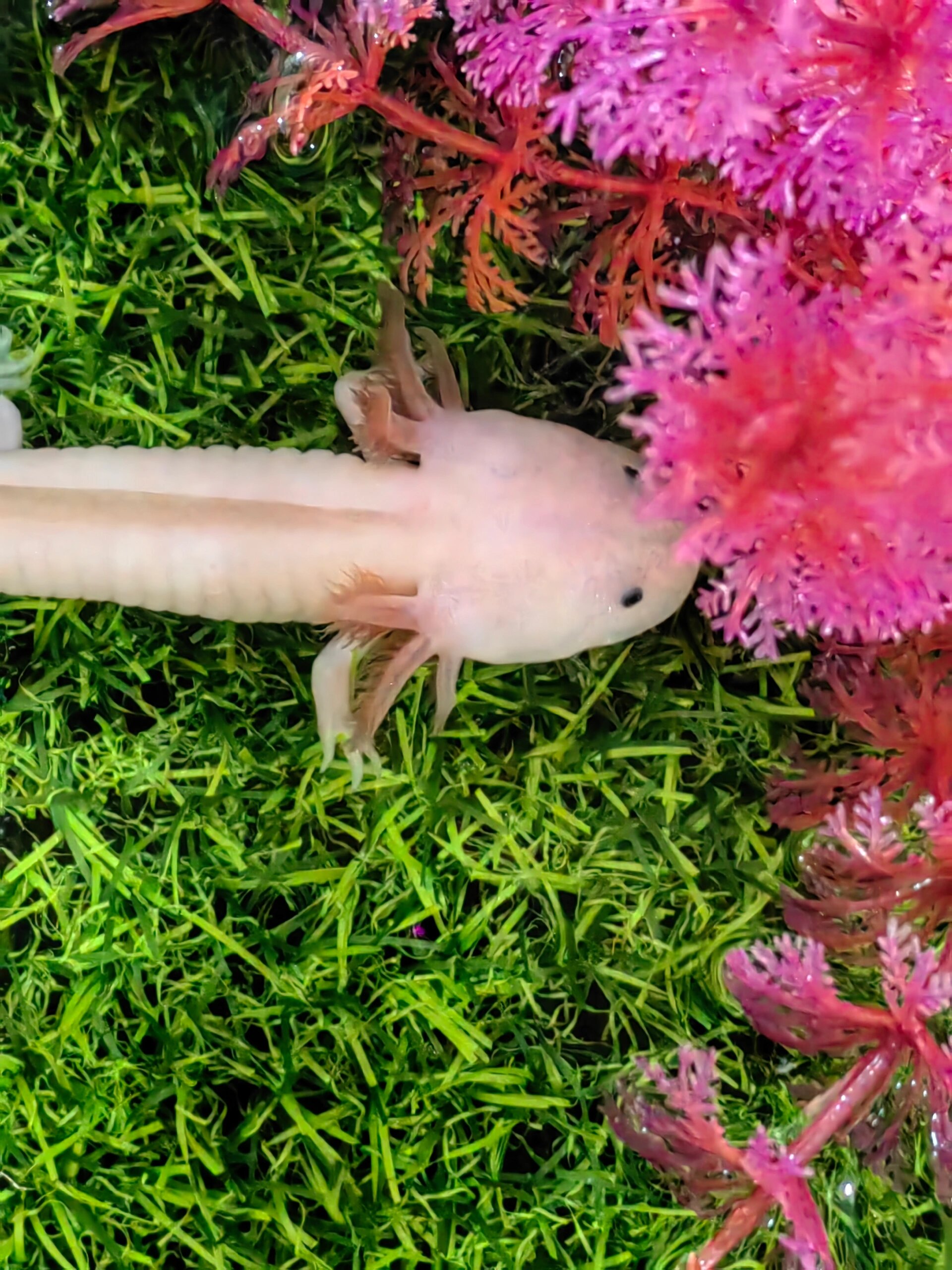 求教新手养美西螈,刚买的