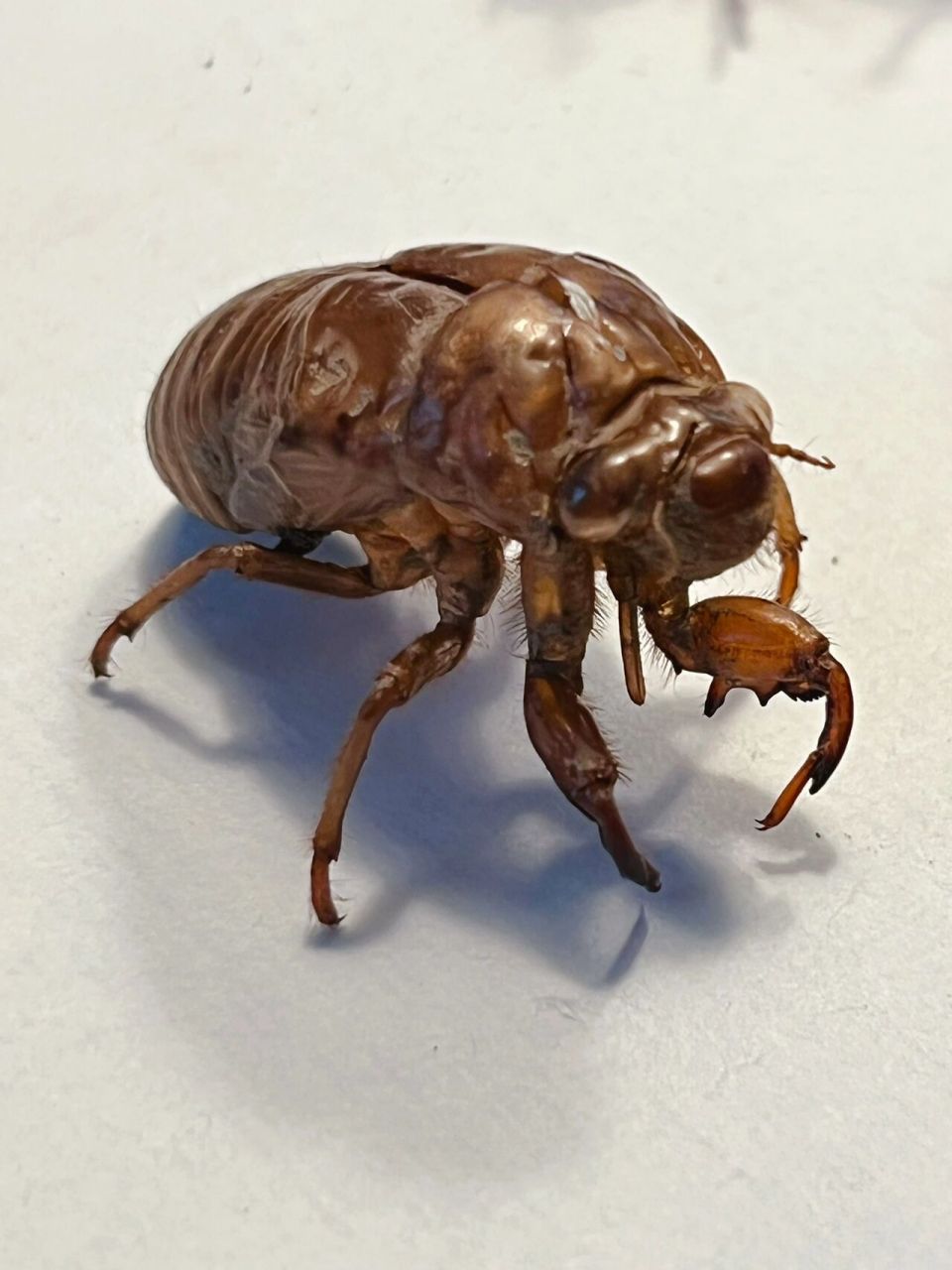 蝉蜕# 蝉蜕为蝉科昆虫黑蚱蝉羽化后的蜕壳.黑蚱蝉又名蚱蝉,知了.