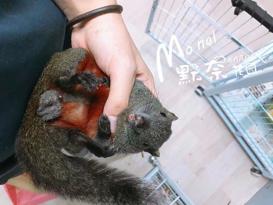 目前魔王松鼠是