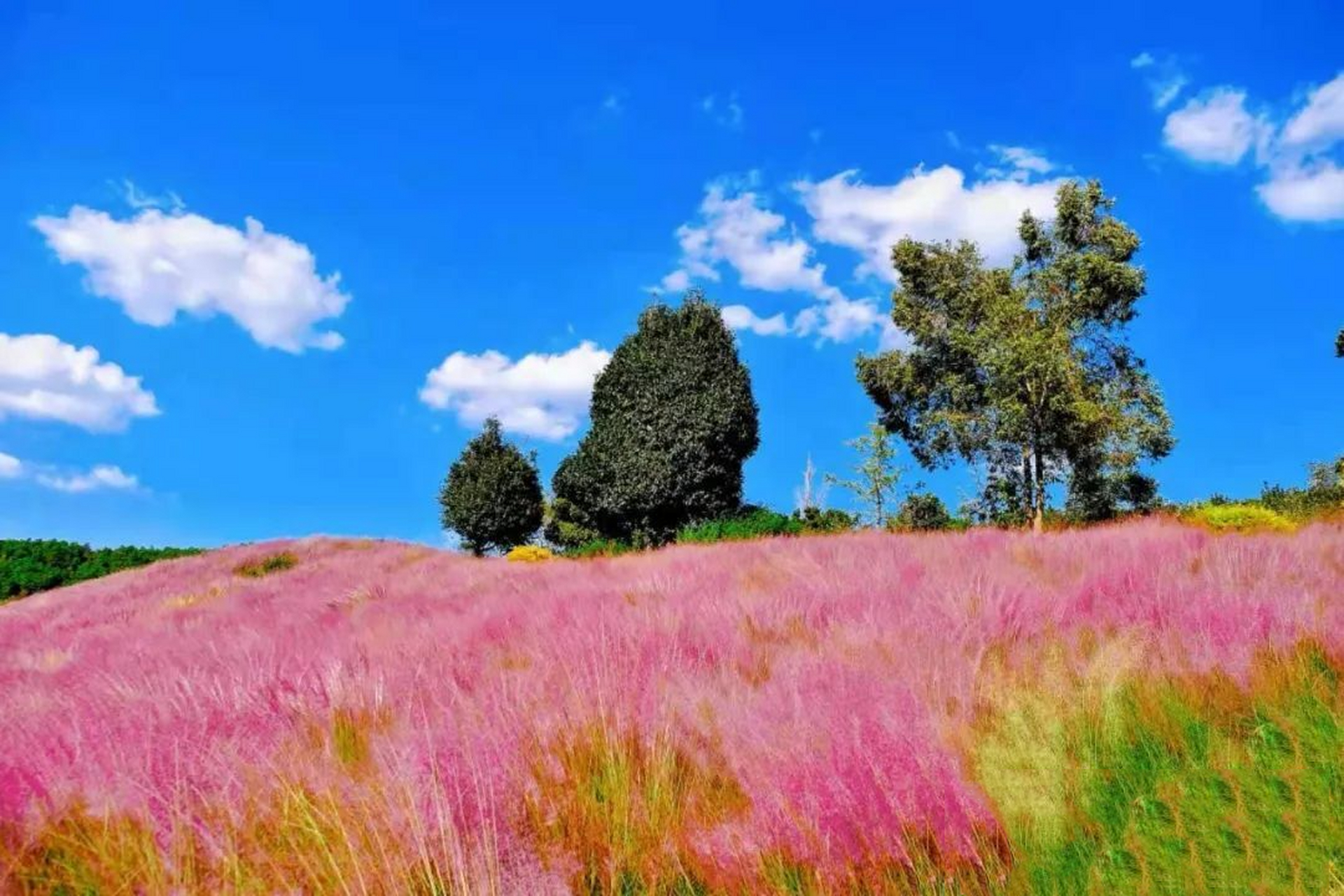 【10月12日】玉溪滇中植物园&峨山彝人谷 滇中植物园 滇中植物园位于