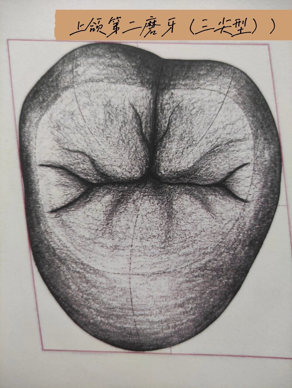 牙齿形态解剖图素描图片