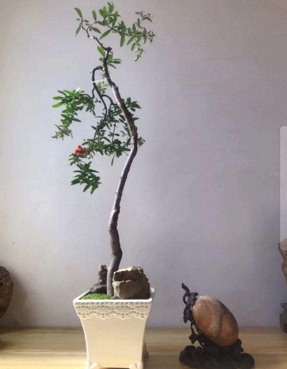 石榴树文人盆景 小叶石榴盆景,文人迎客.盆龄十五年.