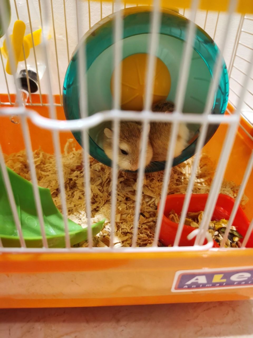 一只仓鼠多少钱?    50一只买的仓鼠贵了吗?怎么看的好多是10块的?