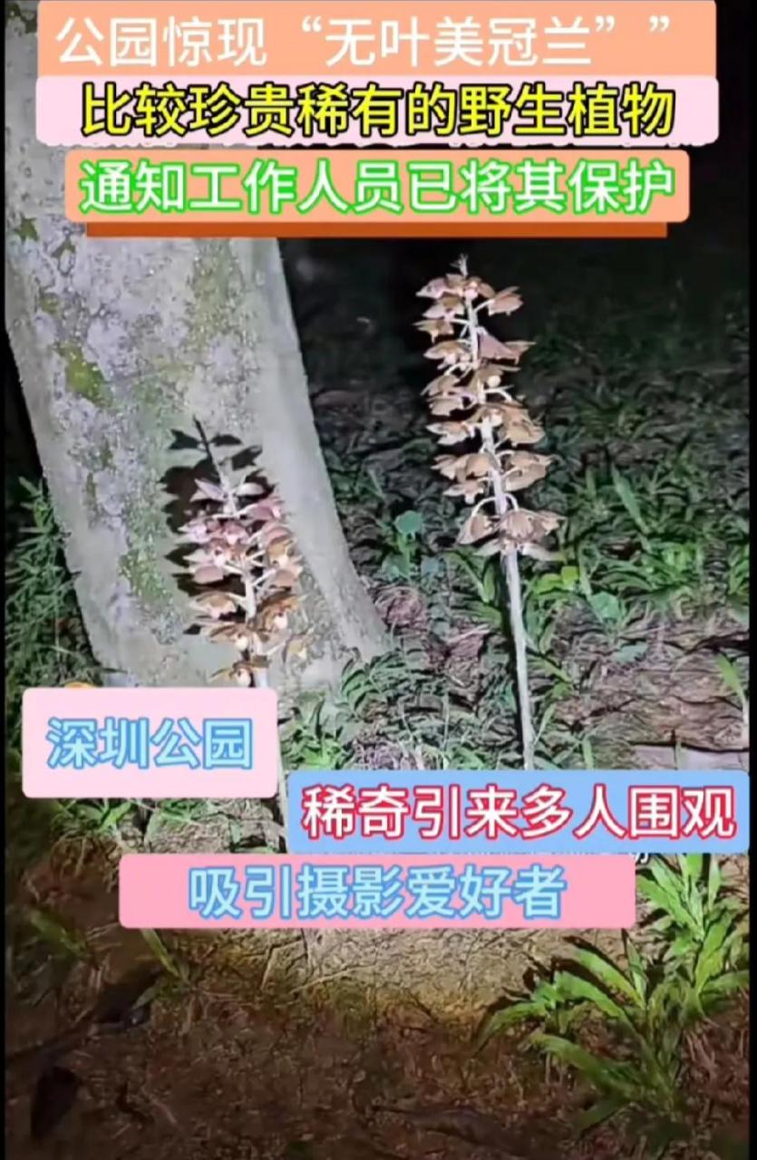 美冠兰是珍稀植物图片