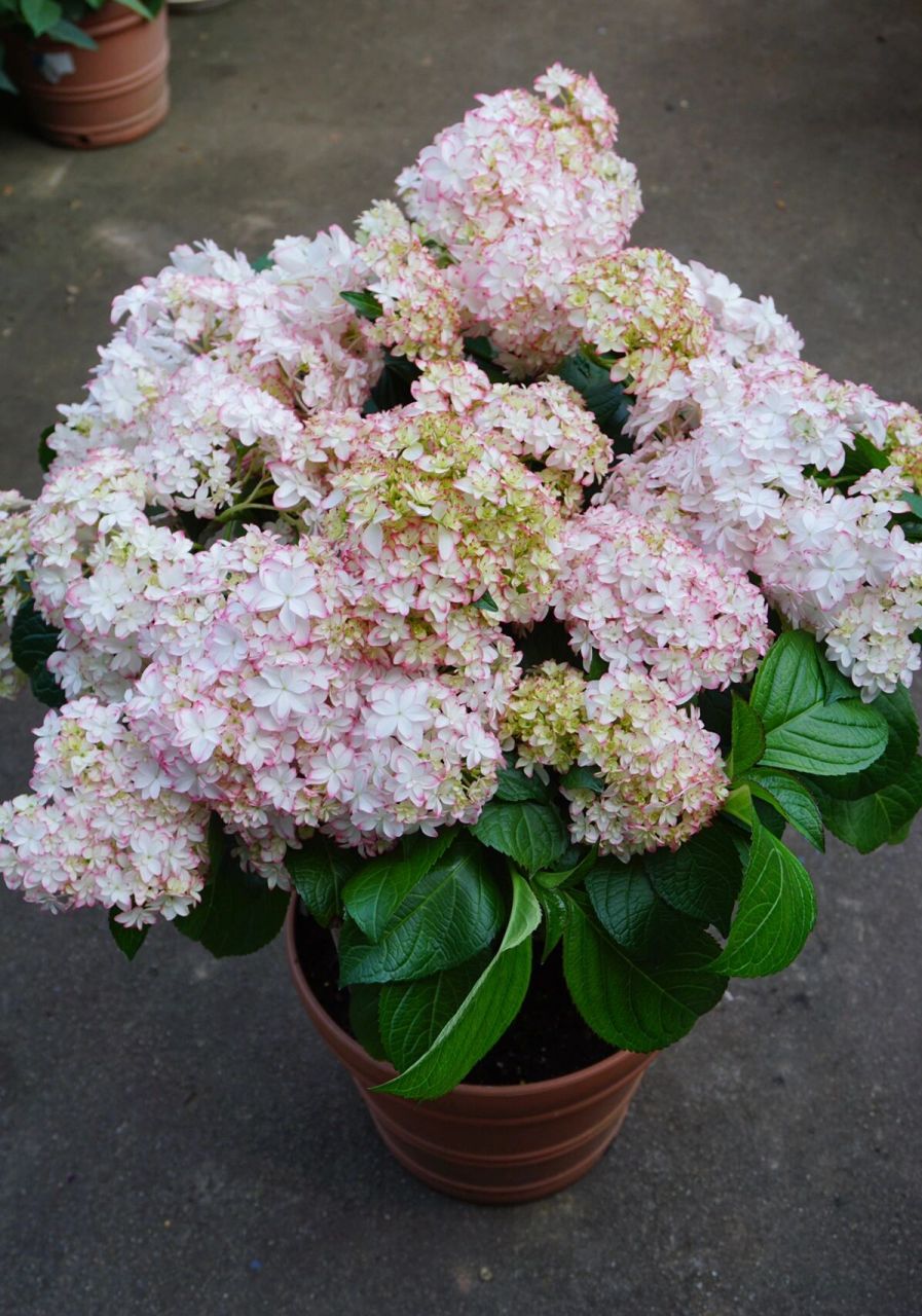 绣球卡伦～值得推荐的丰花品种 绣球卡伦,老枝开花品种,分枝性非常好.