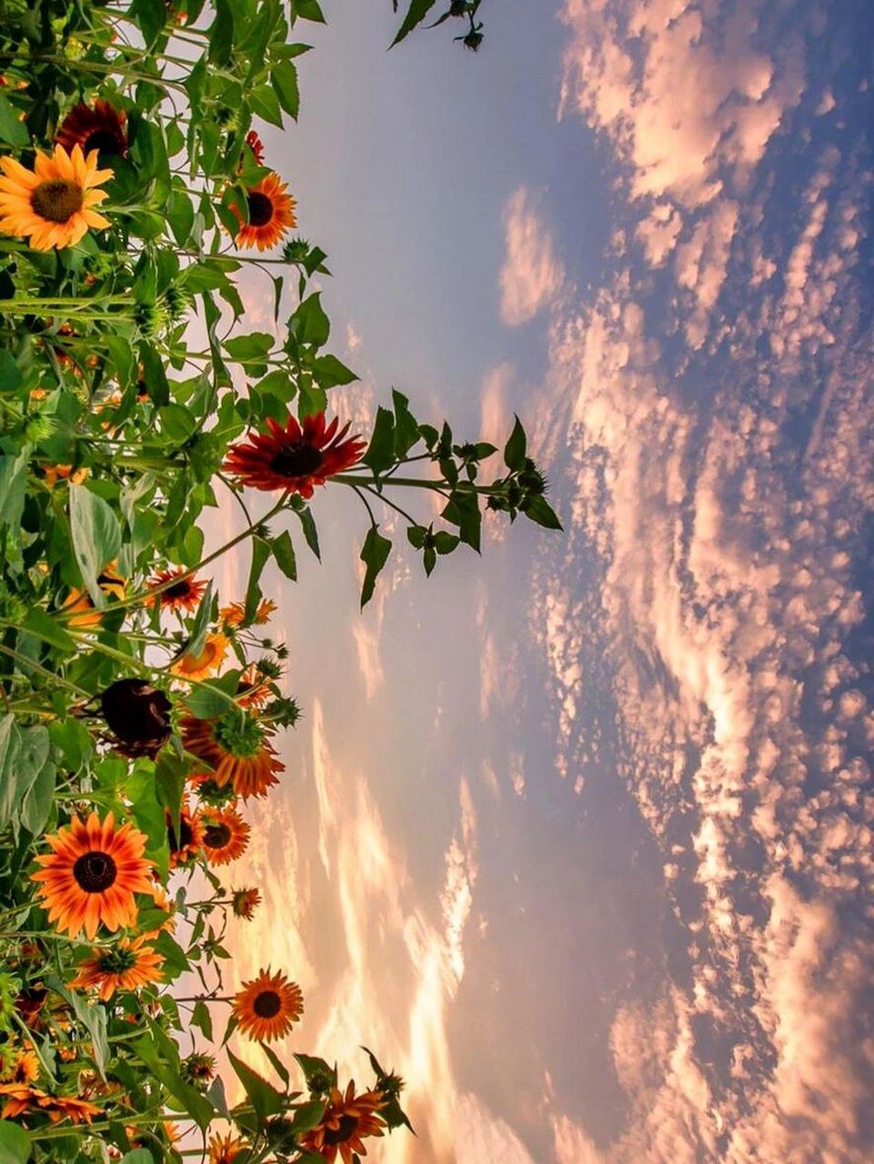 这两张图真的绝了,充满生机有希望 心动图片