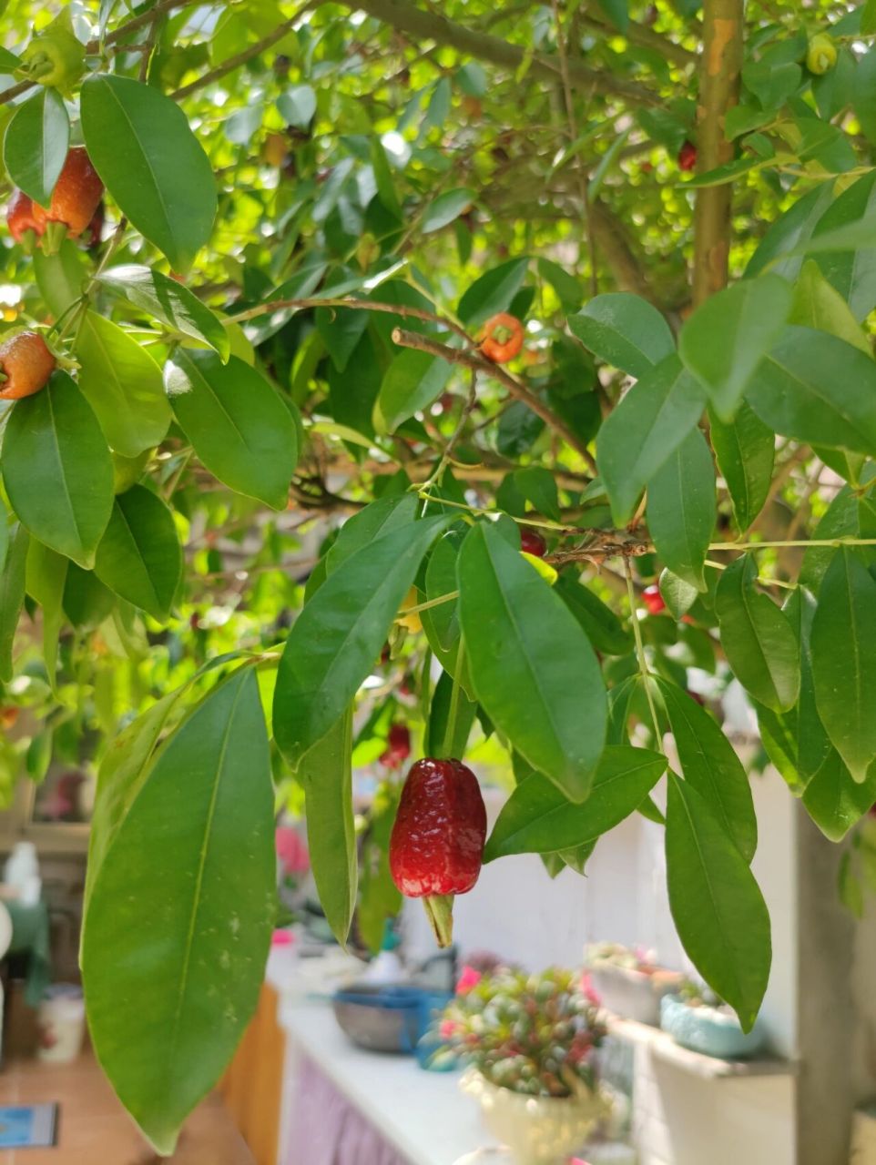 海南樱桃挂满树