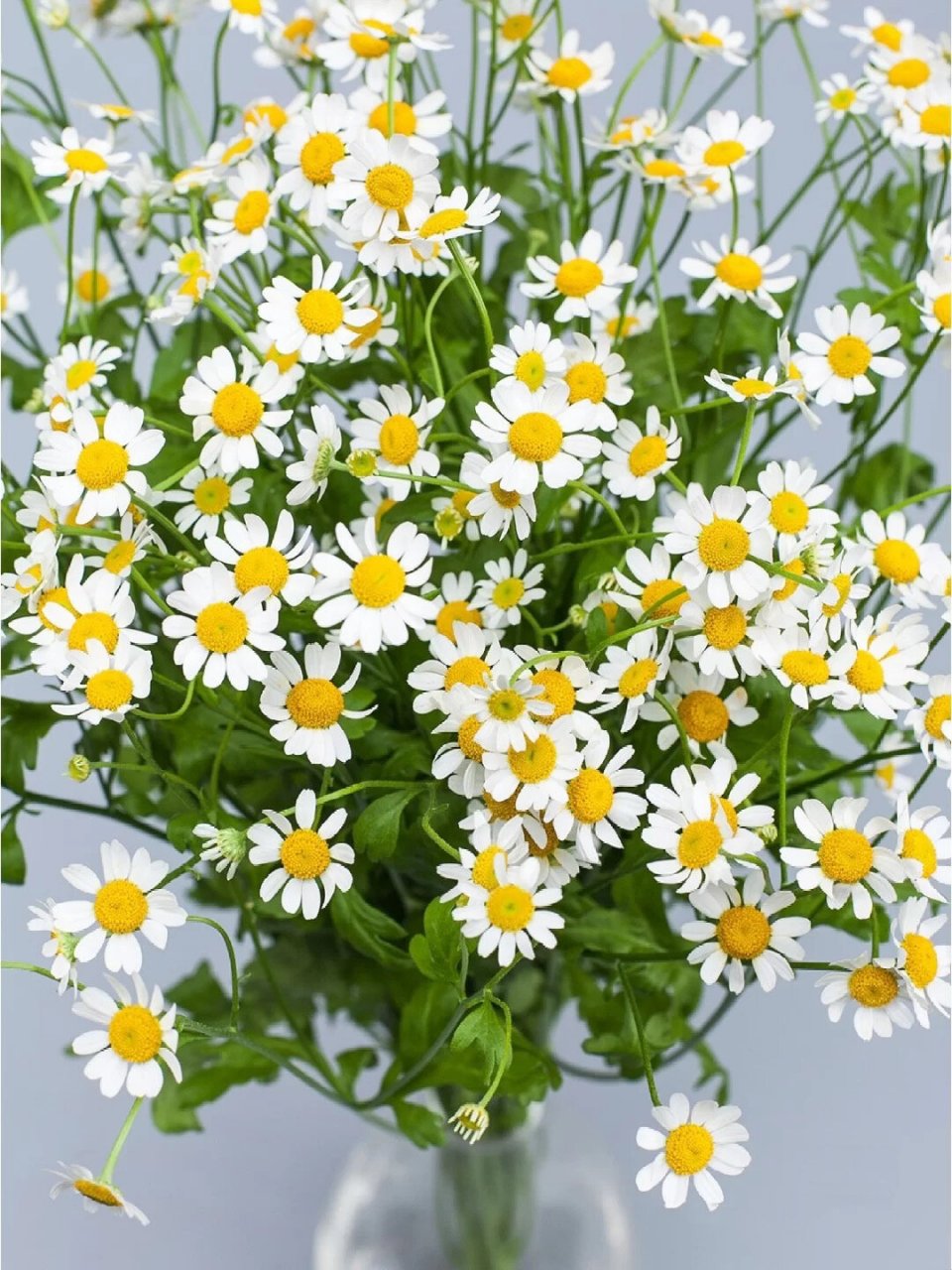 🌼花语: 【1】苦难中的力量:洋甘菊适应能力强,生命力旺盛,即便