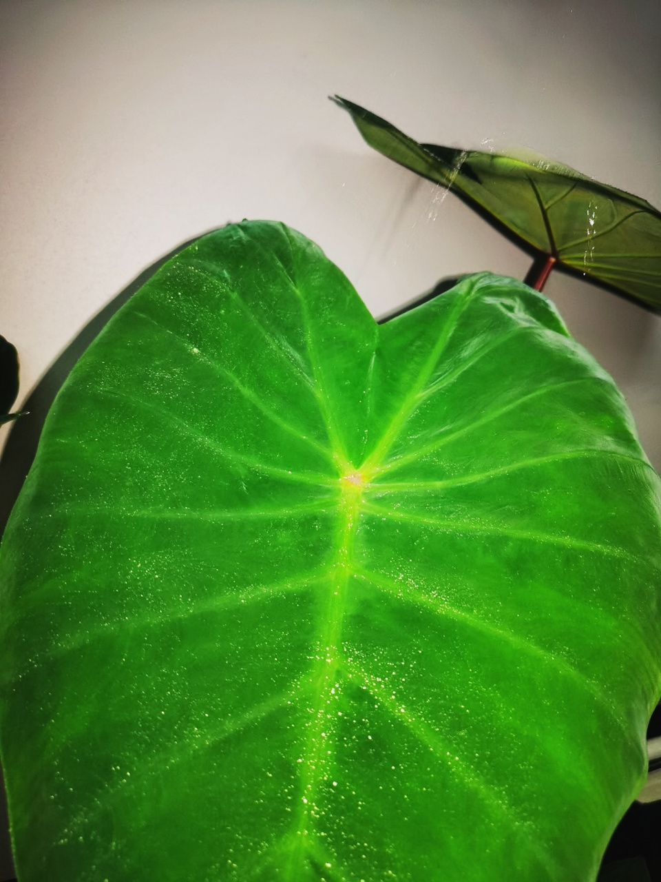 九鸟的1001种可爱植物——黑魔法芋 这棵黑魔法海芋我大概养了3个多月