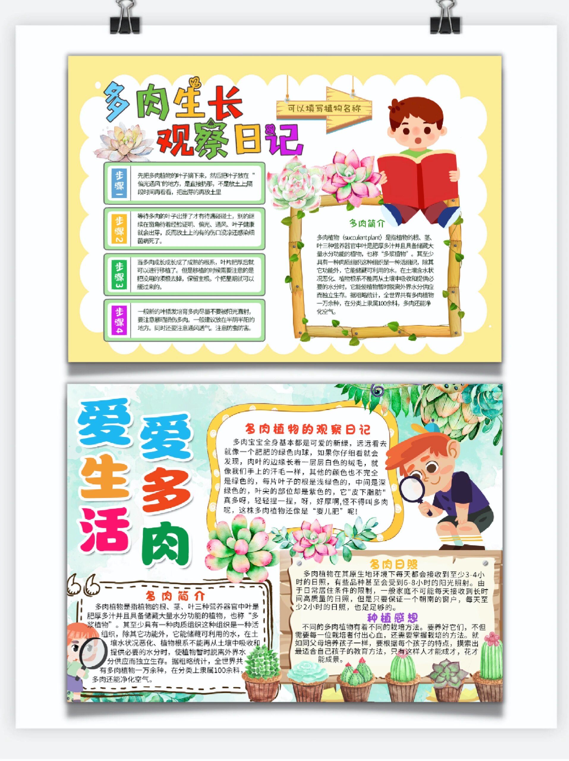 95手抄报|植物观察"多肉生长"高清线稿 91多肉生长记录手抄报91