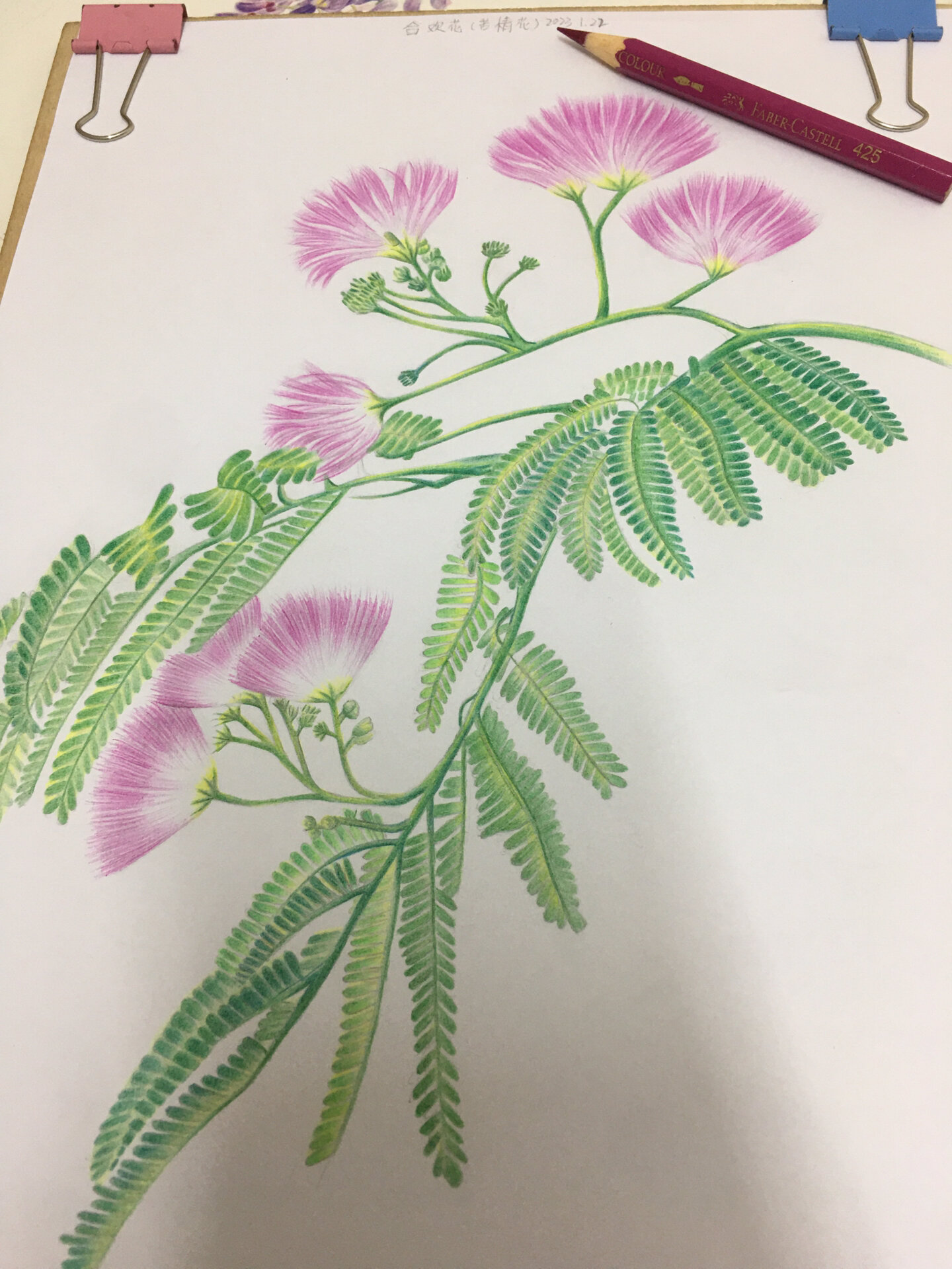彩铅合欢花 别名:苦情花,1,合欢花花语:象征永远恩爱,两两相对,是夫妻