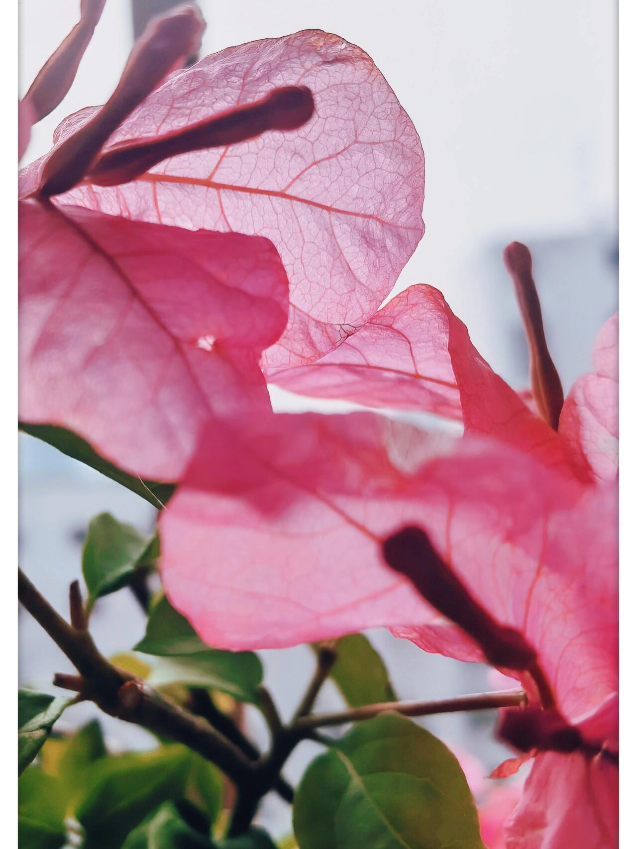 三角梅"橙粉公主" 橙粉公主,也叫"顽皮",勤花品种.