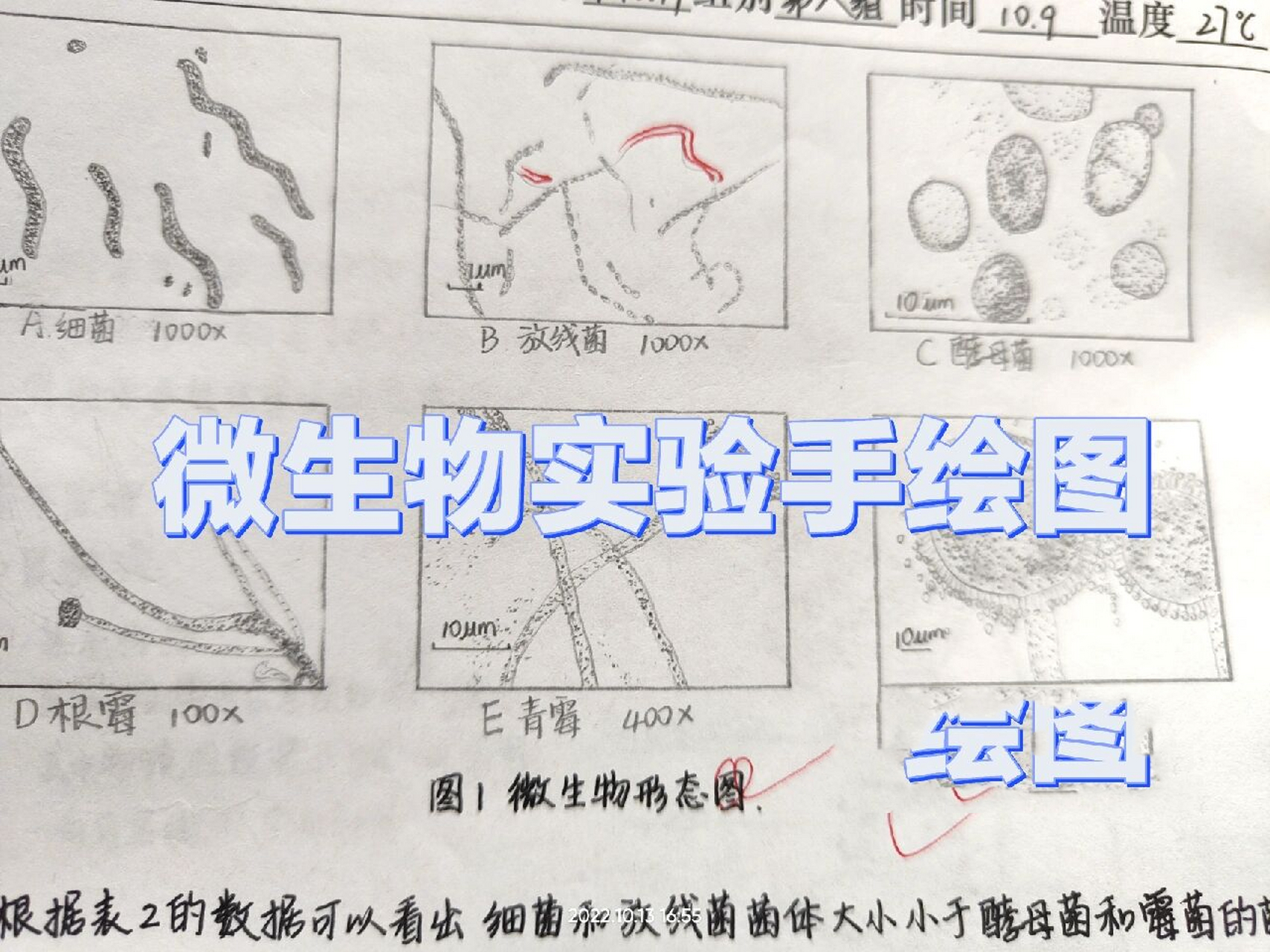 微生物实验手绘图        (画得不好,让大家见笑啦)
