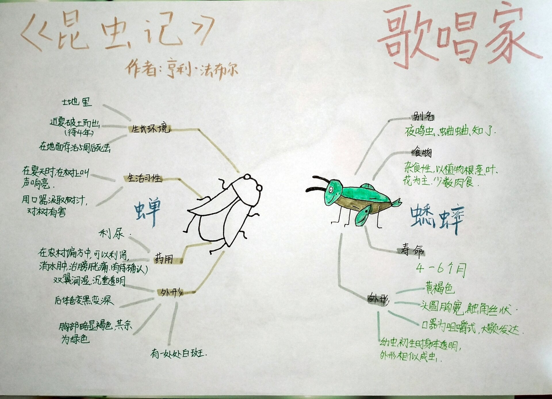 昆虫分类思维导图