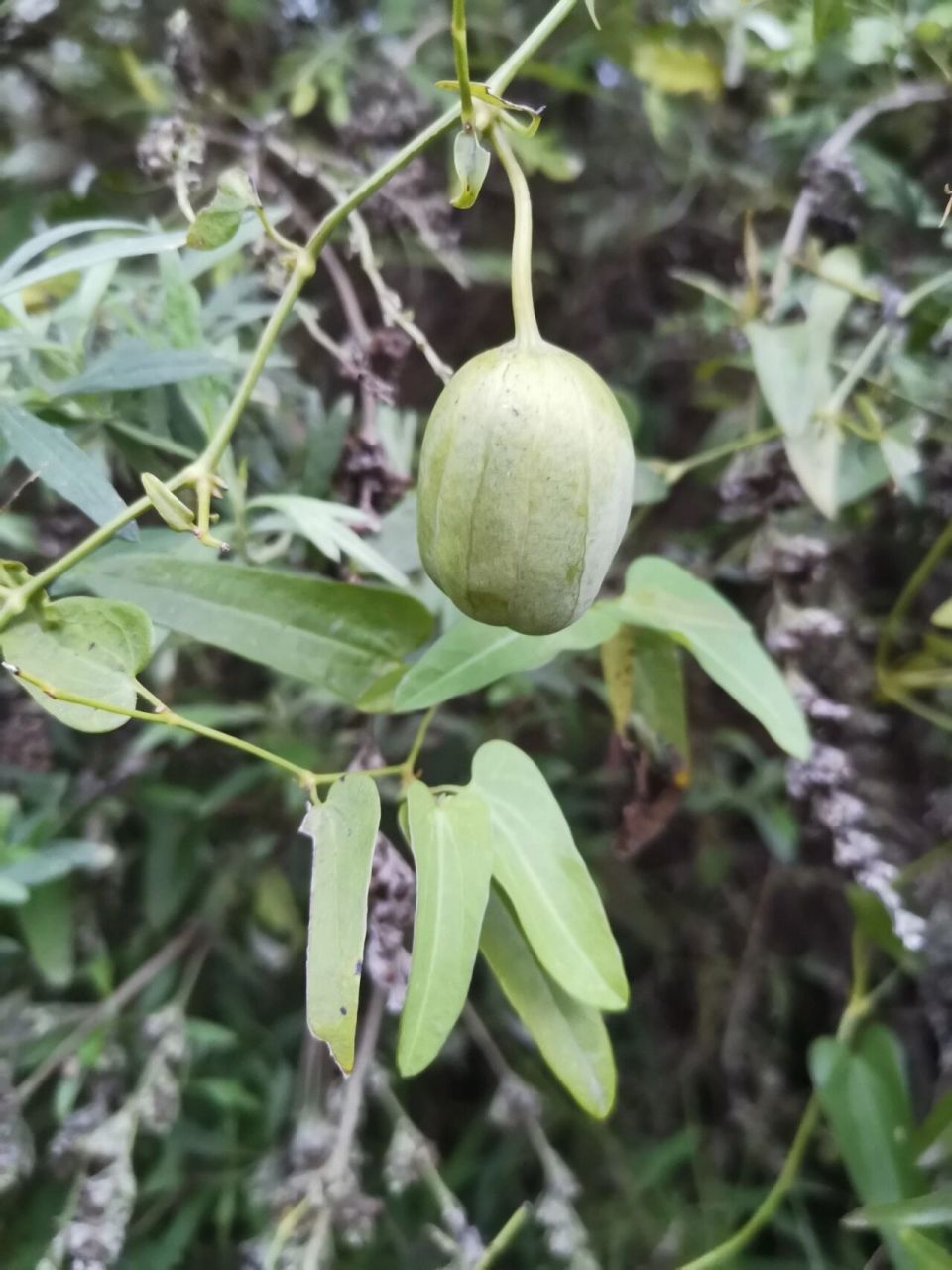 天仙藤 别名:臭拉秧子,三百两银 天仙藤是一味中药,具有行气活血,祛风
