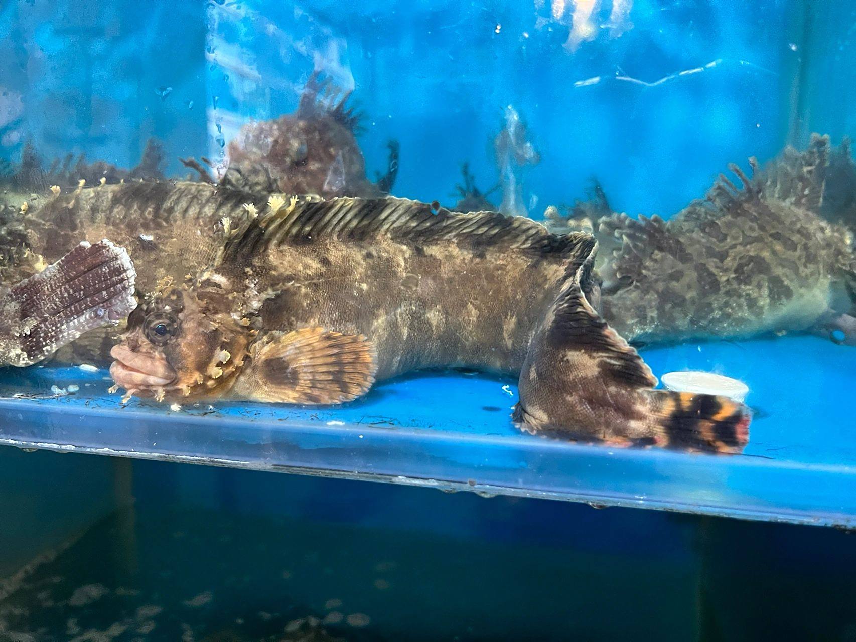 今天分享小姐鱼,确实比先生鱼好看17 它还很有营养价值,在中医方面