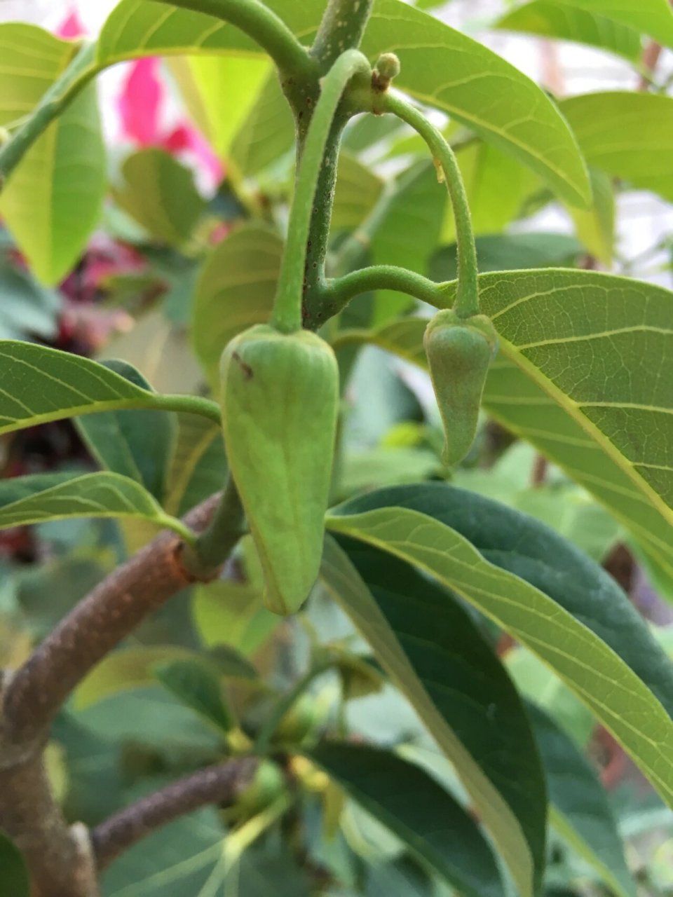 释迦果树开花图片