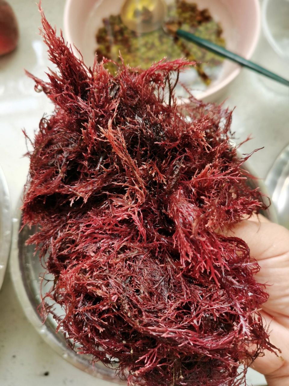 石花菜 冻菜 海菜凉粉家常做法 94 海冻菜,俗称,冻毛,石花菜, 是