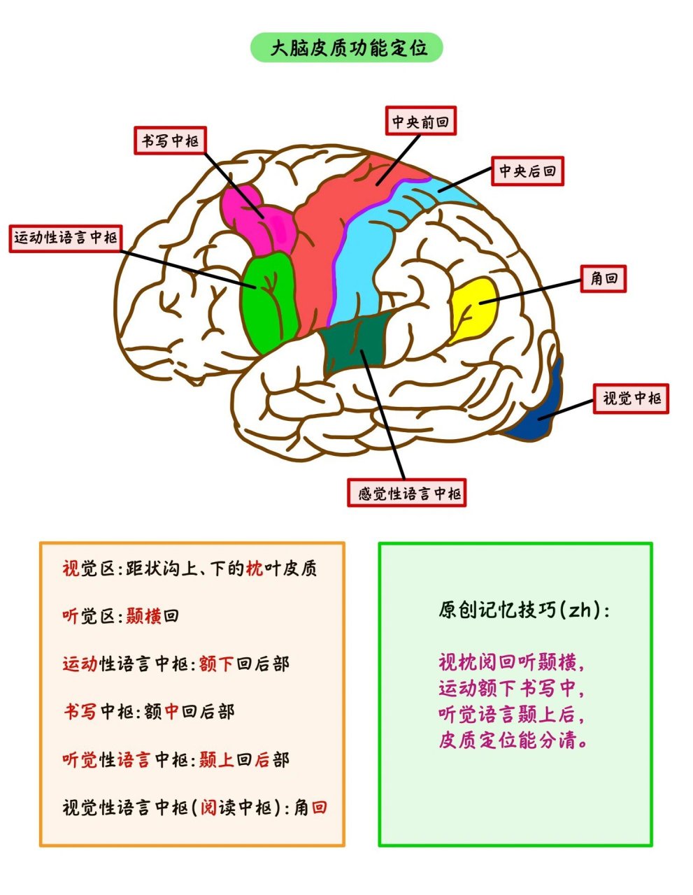 大脑m1区定位图片