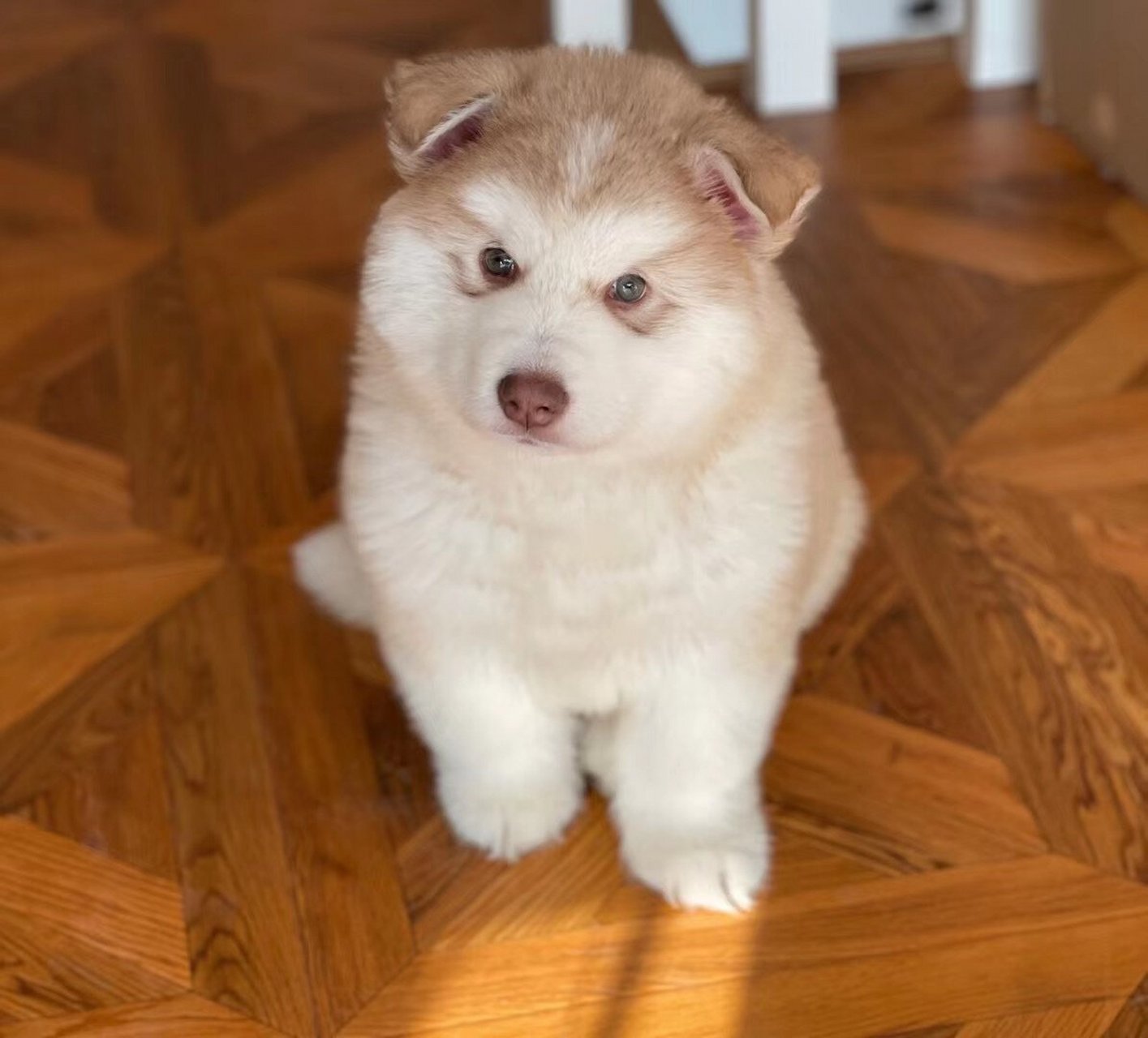 红桃阿拉斯加 我终于养阿拉啦 上学时的想法现在实现了 蛋黄是只红桃