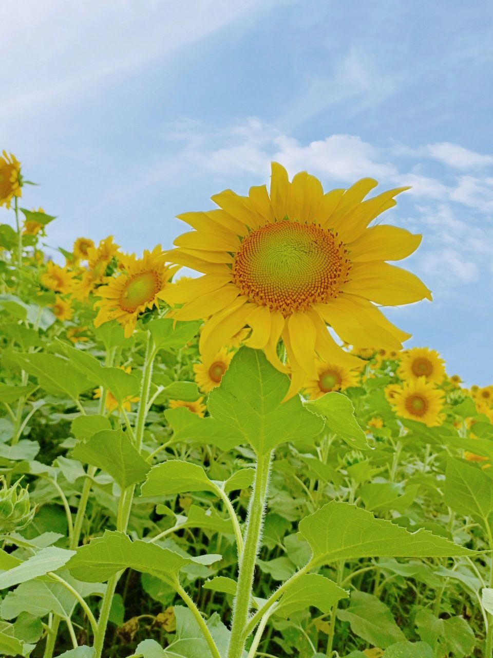 9月花期正盛‖成都賞向日葵的地方 在新都綠道旁發現一個向日葵拍照的