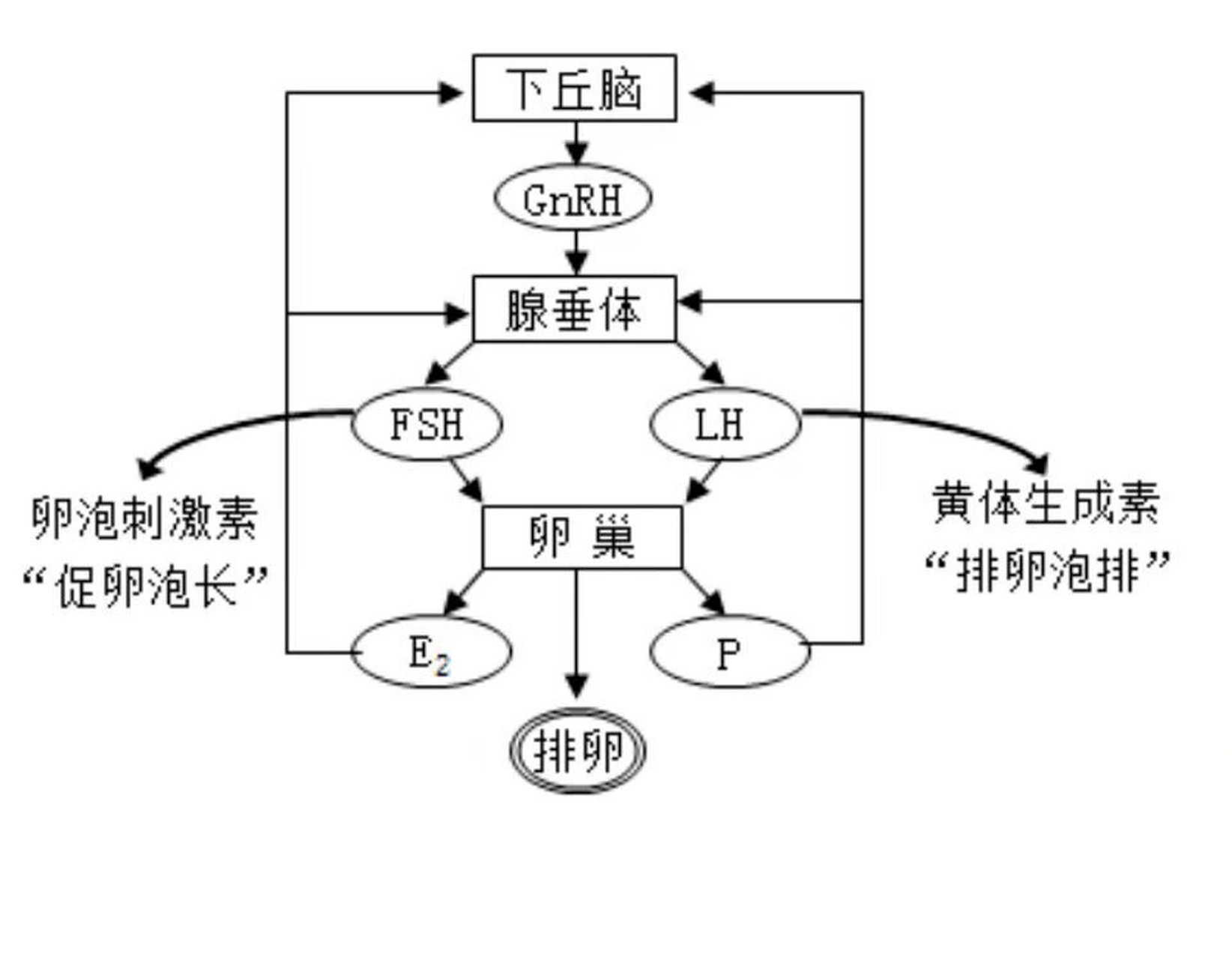 下丘脑垂体卵巢轴图片