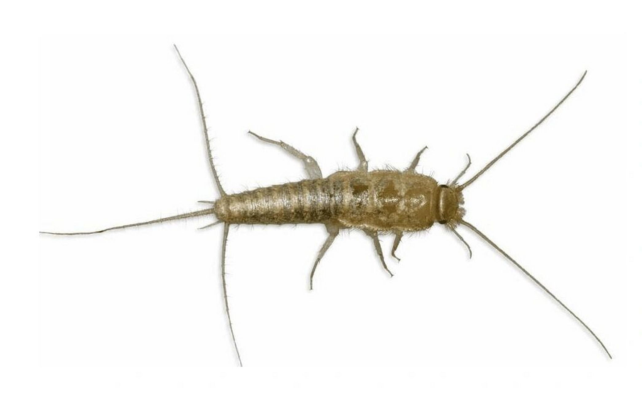 如何找到衣鱼虫的窝并且消灭它 衣鱼虫,主要由衣物纤