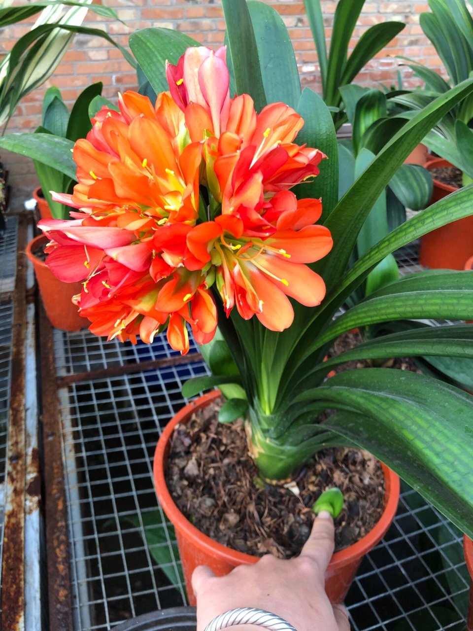 高重瓣君子兰 这几颗都是高重牡丹型君子兰,有芽子可以出