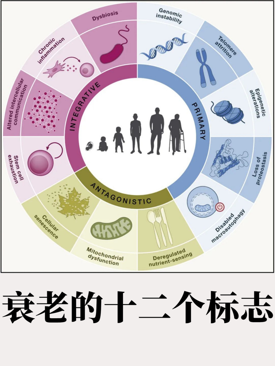 衰老通常是指有机体从成年期开始功能衰退的过程