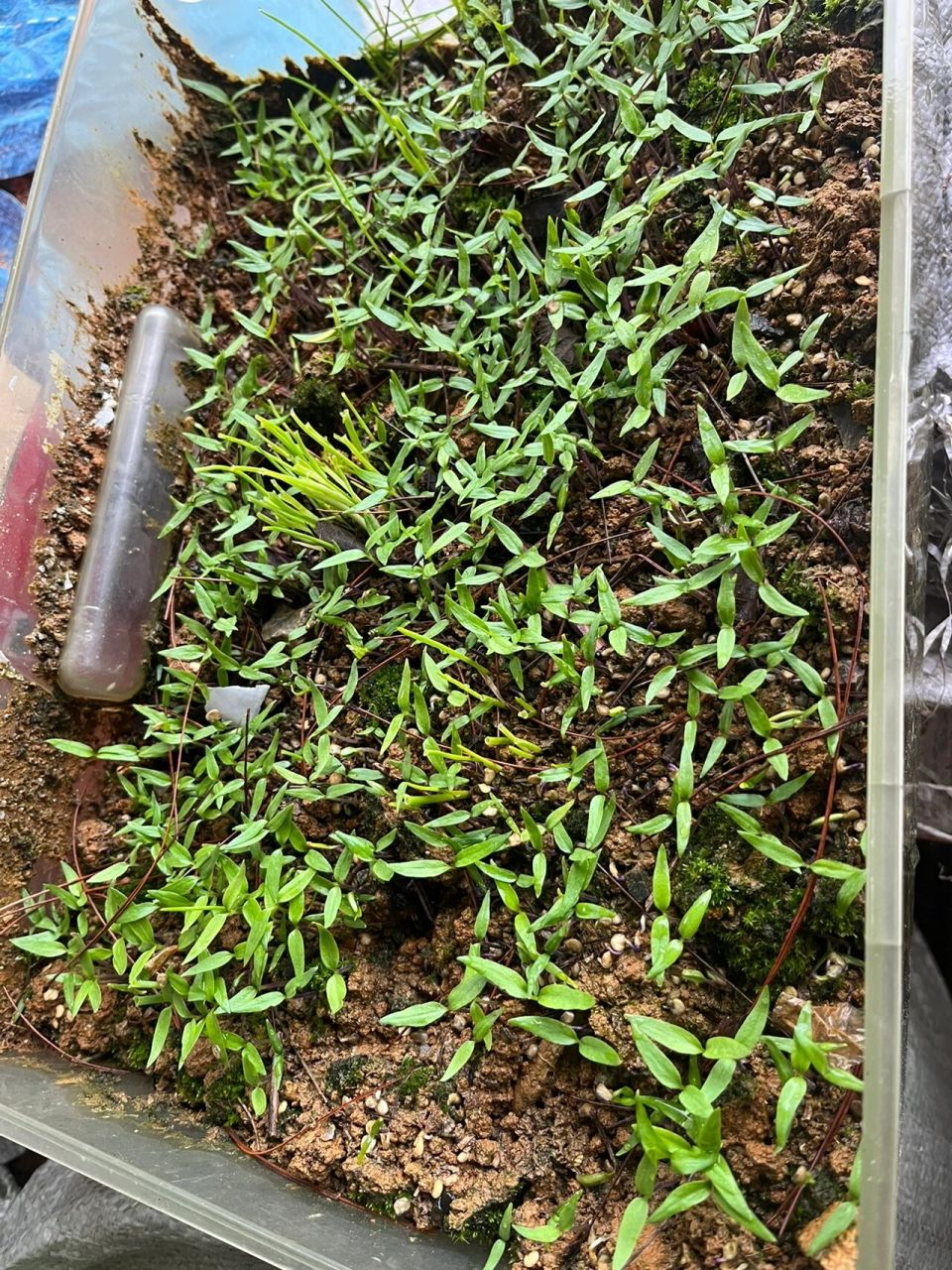 辣椒发芽97之后需要移植嘛 这样的状态需要移植到大盆里吗