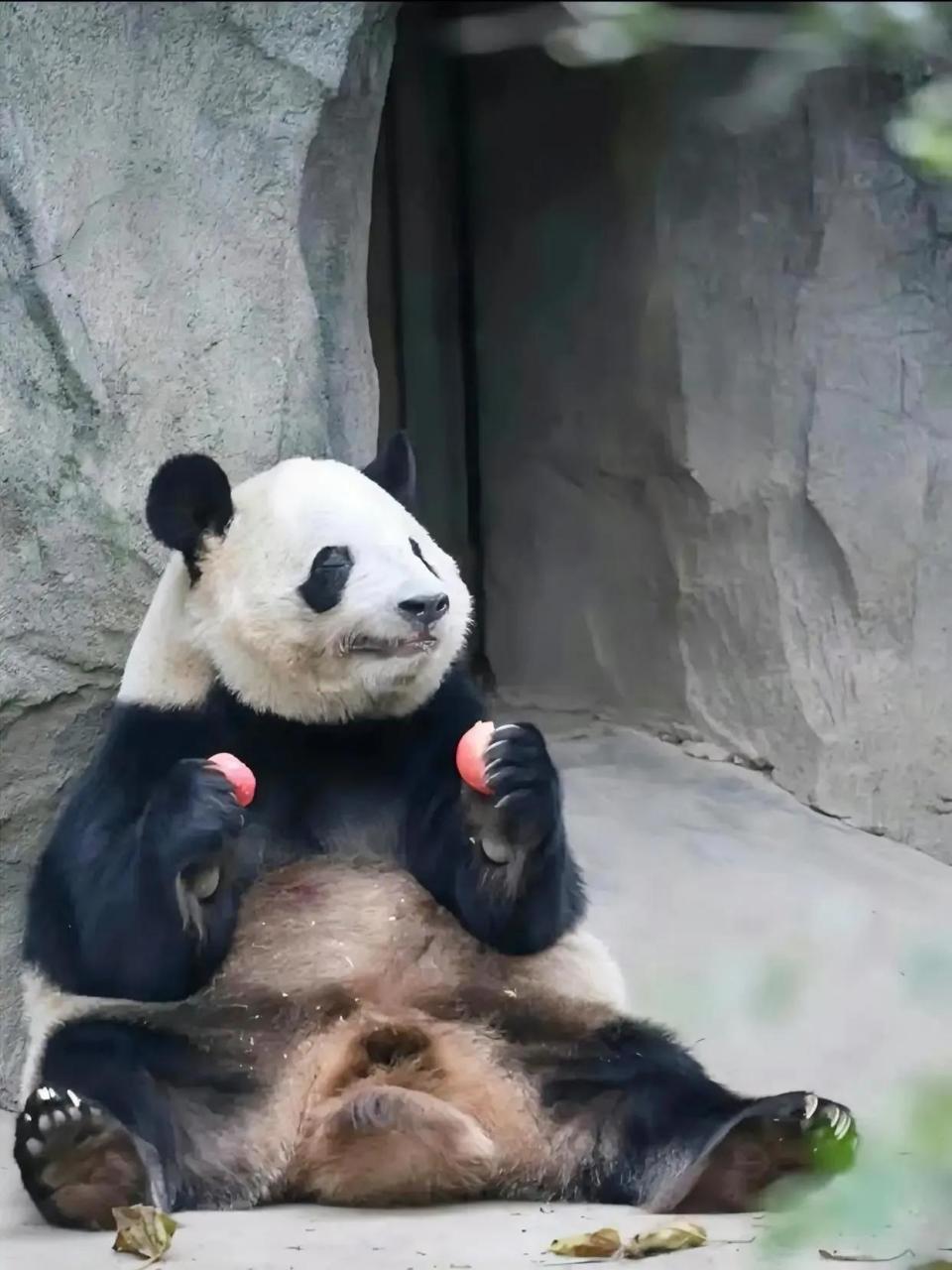 大熊猫福顺,因为小时候亮相,从平台上倒栽葱摔了下来,正好被人们拍到