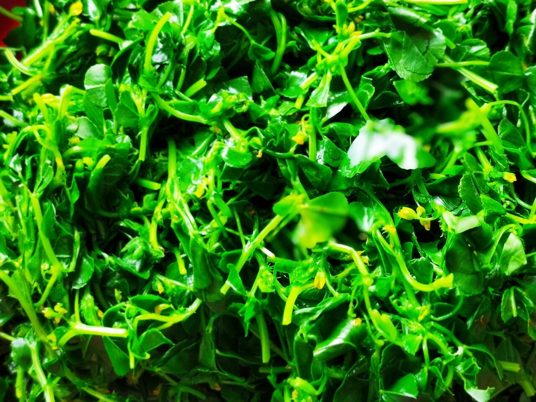 上面两样与肉糜,猪油渣碎(好吃的关键,一定要加.