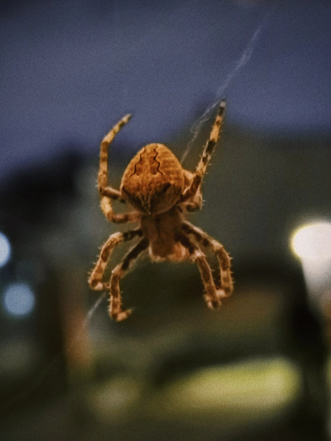 大腹园蛛,蛛形纲