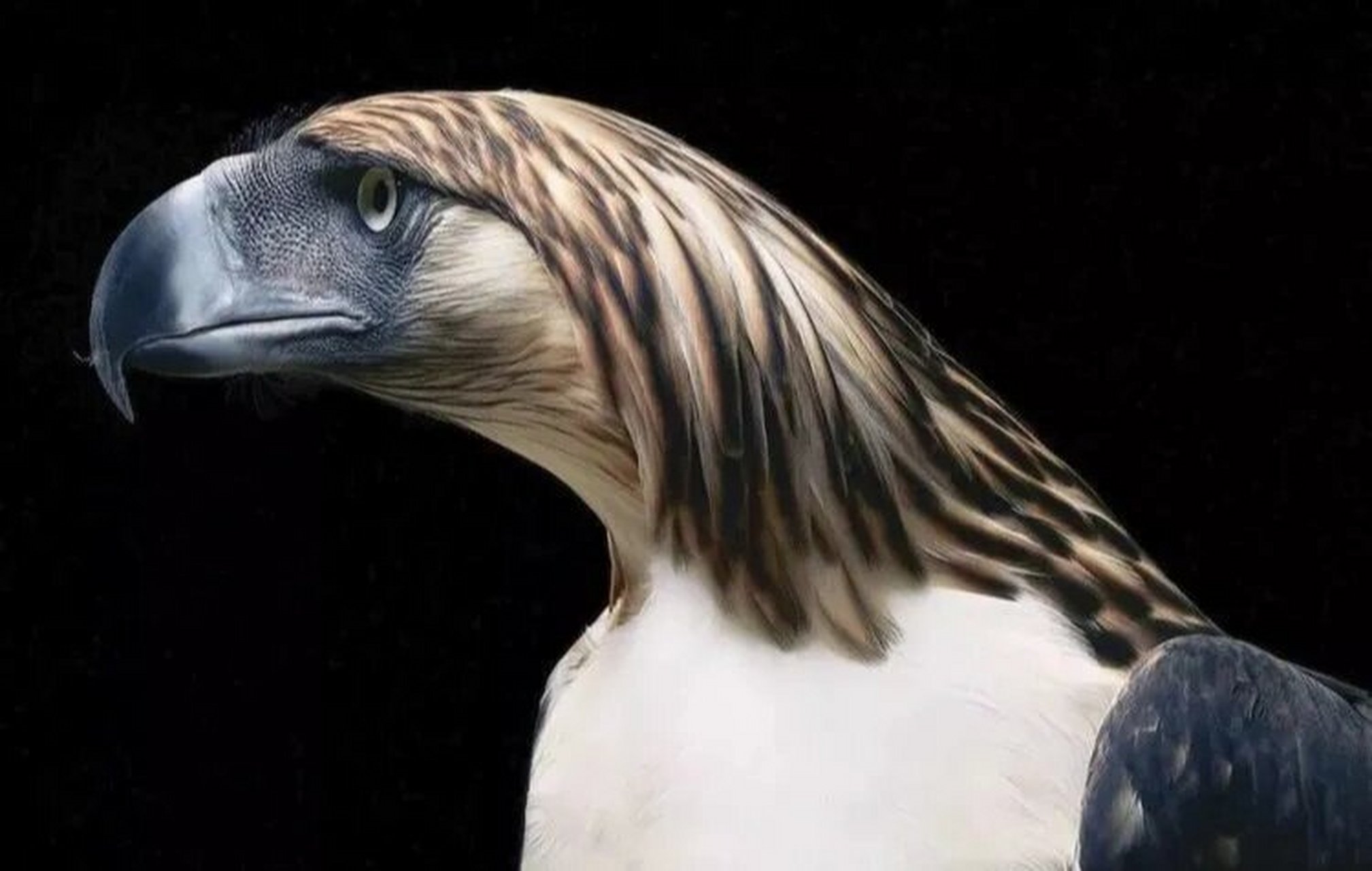 菲律宾国鸟——食猿雕 食猿雕:鹰科,食猿雕属鸟类