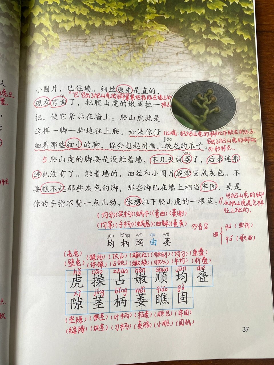 爬山虎的脚课堂笔记图片