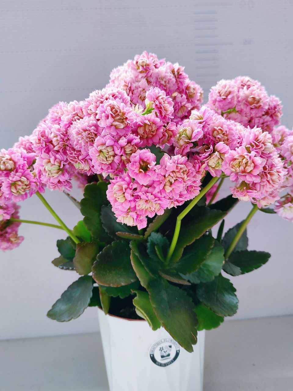 重瓣长寿花 魔法 缤纷育种品种 魔法这个品种的花型称得上是长寿花界