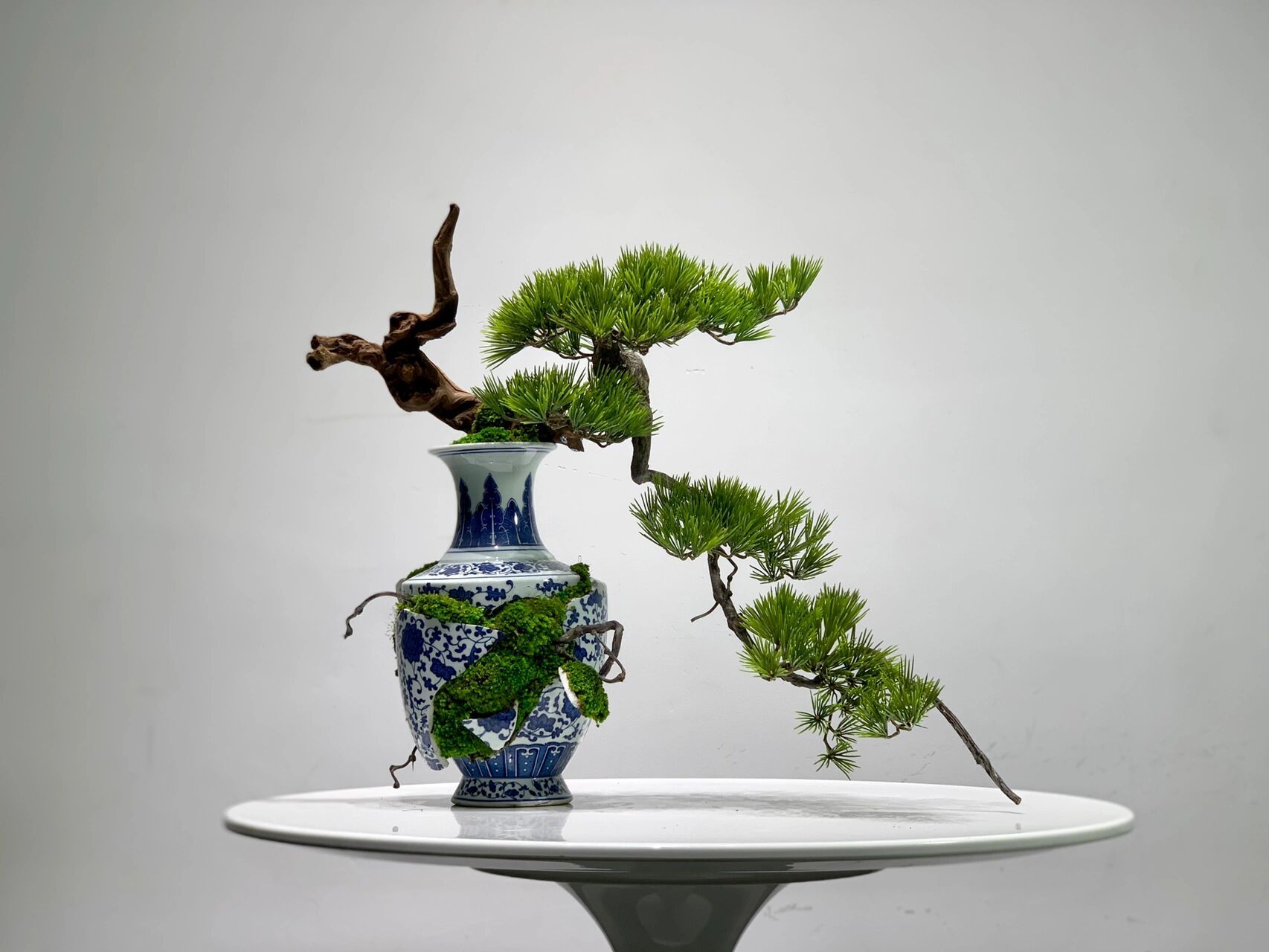 中式迎客松盆景 以不同的方式打开,也许是另一种美.