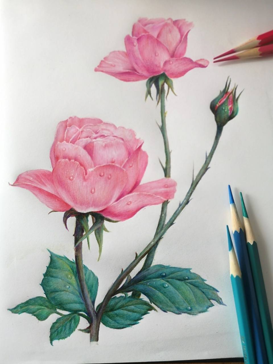 彩铅||原创 牡丹 含线稿和铺色步骤图分享 彩铅画步骤比较细腻,颜色