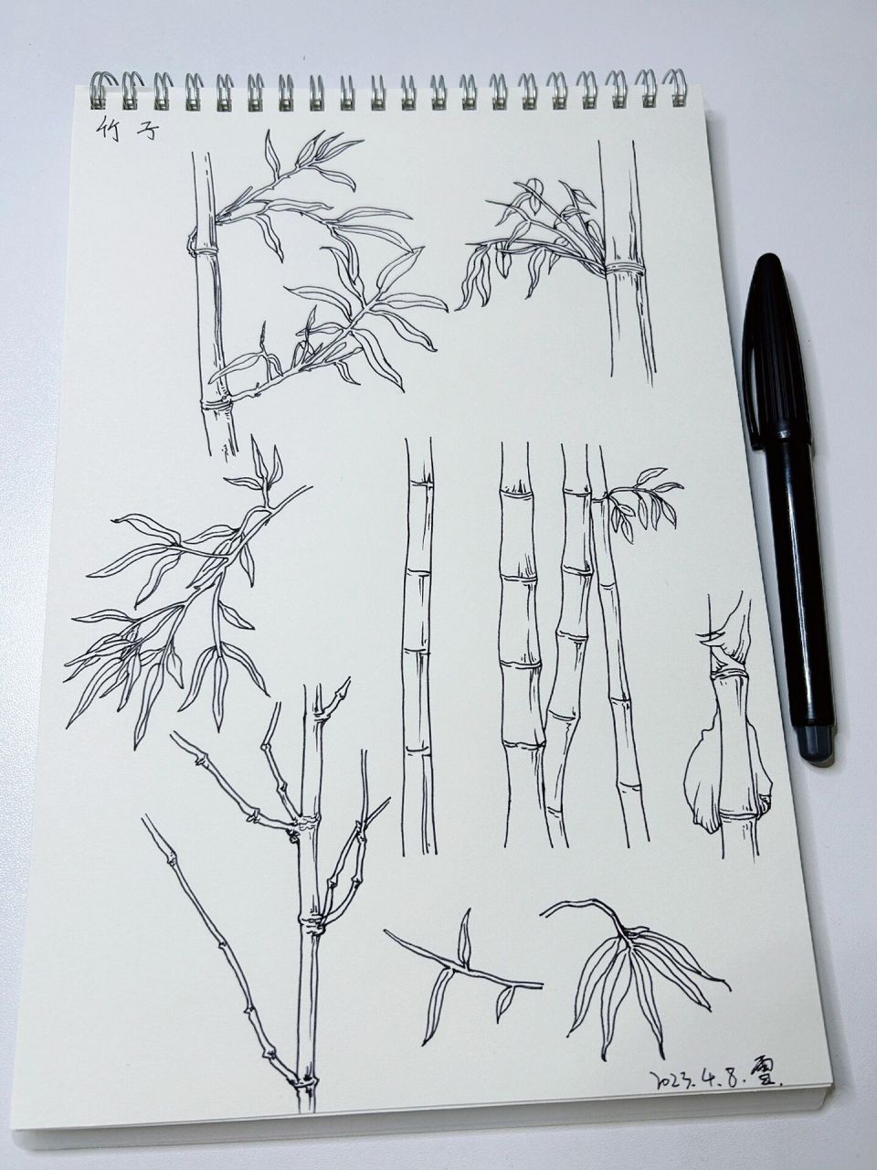 速写|竹子
