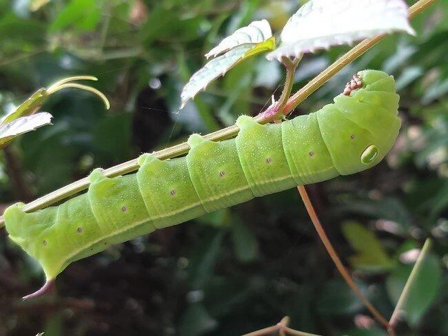 大青虫,俗称豆虫,形壮吓人,实在.@雨初凉生的动态