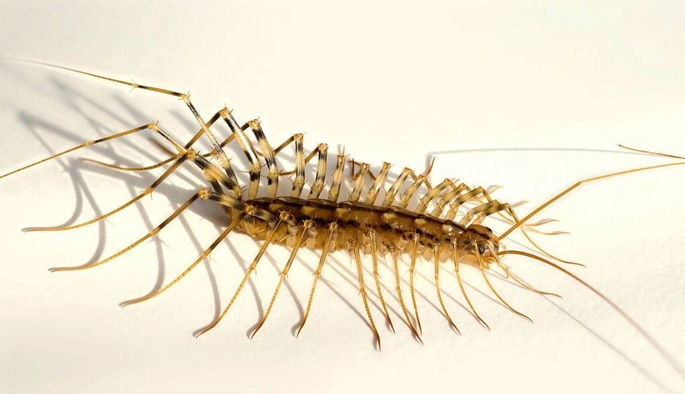 家里经常出现蚰蜒怎么办能除根 蚰蜒又称为" 钱串子"," 草鞋虫",它呈