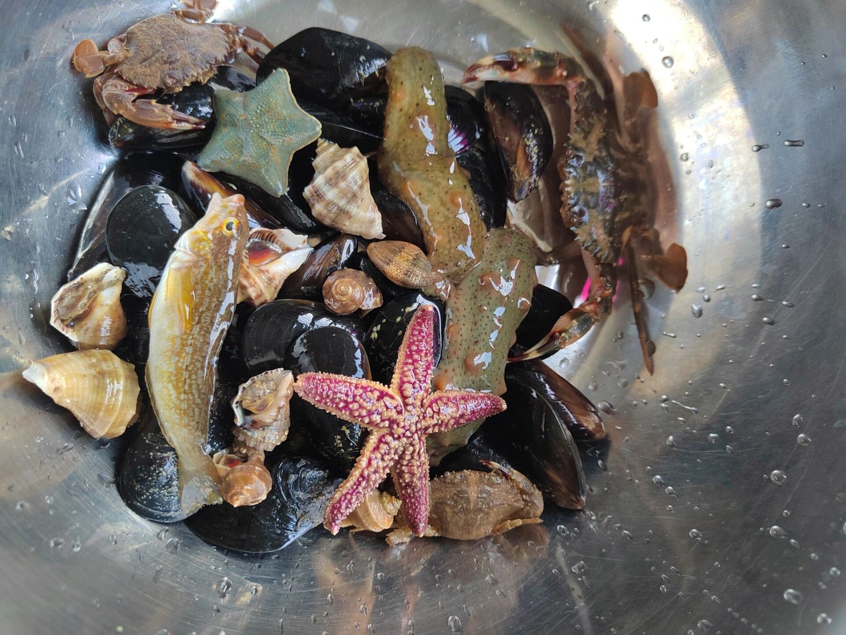 赶海的新鲜海参怎么处理 今日葡萄滩赶海收货不错,第一次抓到海参和