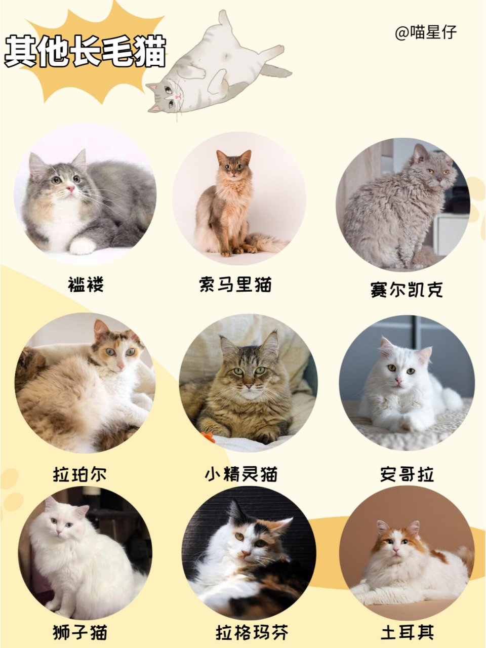 长毛猫品种大全 名字图片