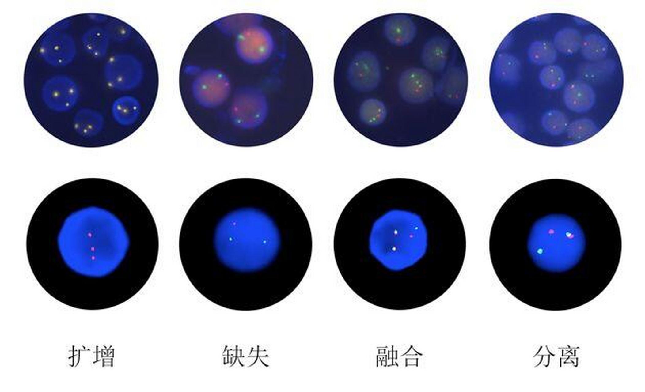 杂交的概念图片