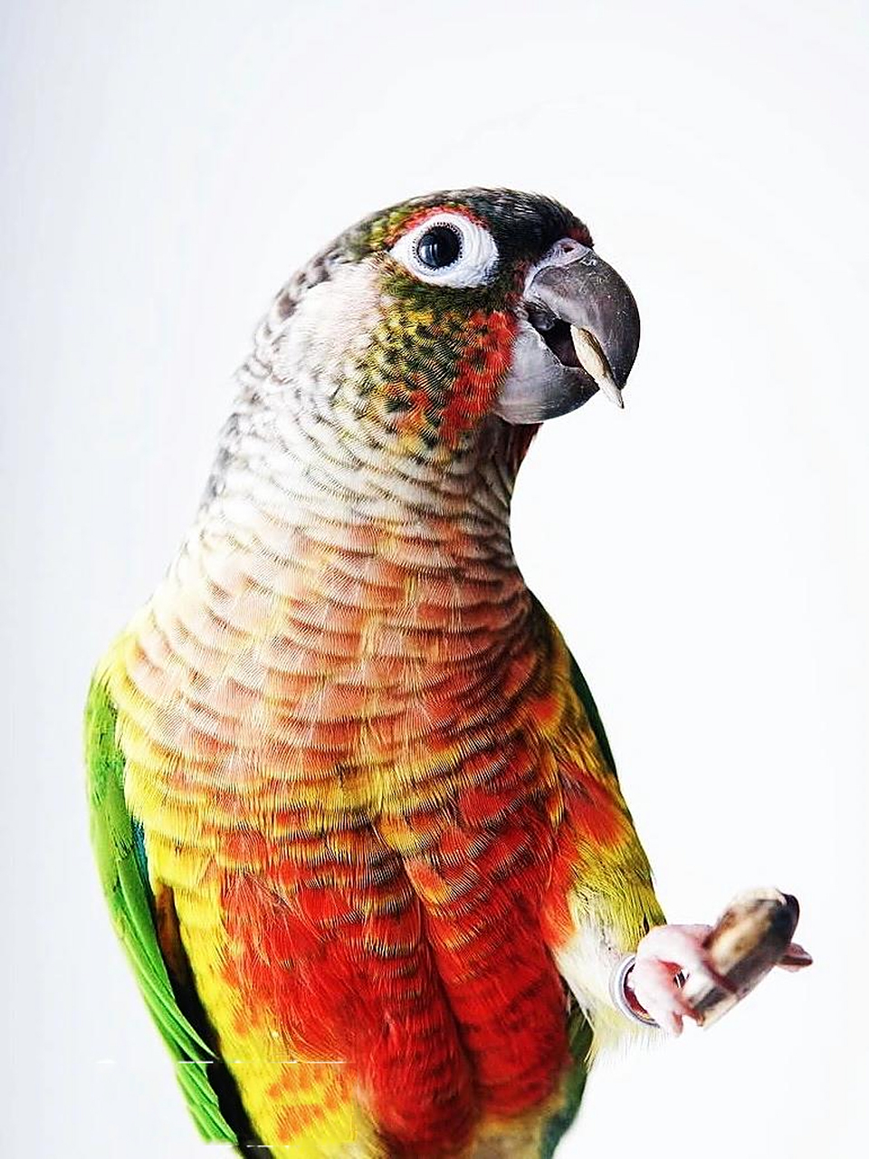 黄边小太阳鹦鹉 细节图分享给大家 小太阳鹦鹉是根据本身颜色来区分