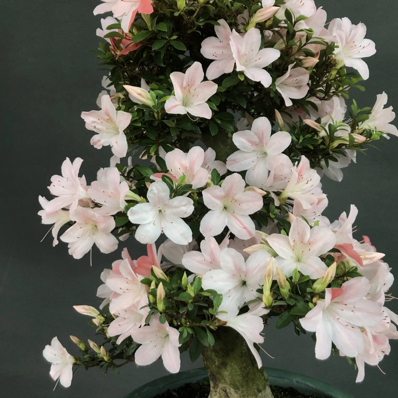 皋月杜鹃～日光 #植物# #花草# #皋月杜鹃# #盆景# #盆栽