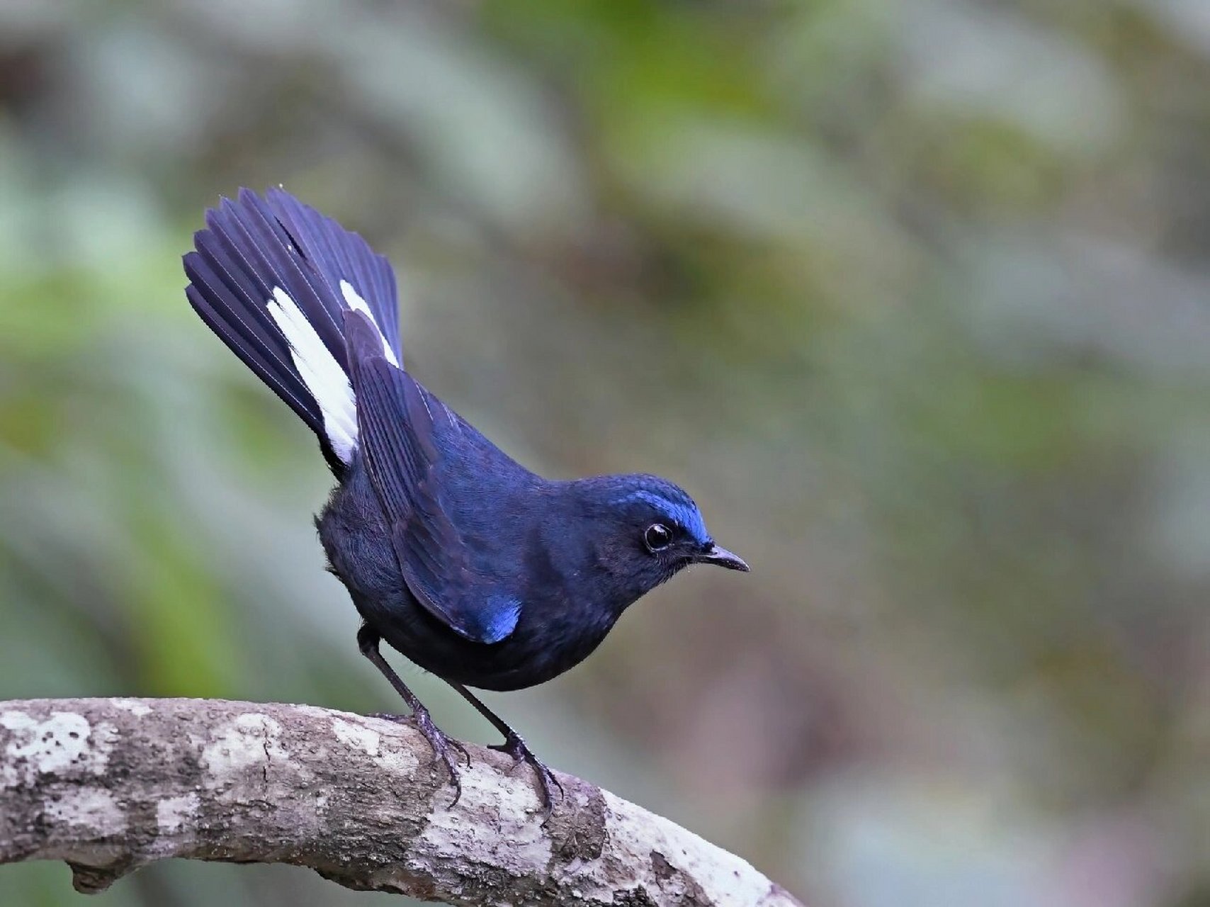 鸟类图鉴|爱秀尾的白尾蓝地鸲 在南方城市的公园里,时不时能见到活跃