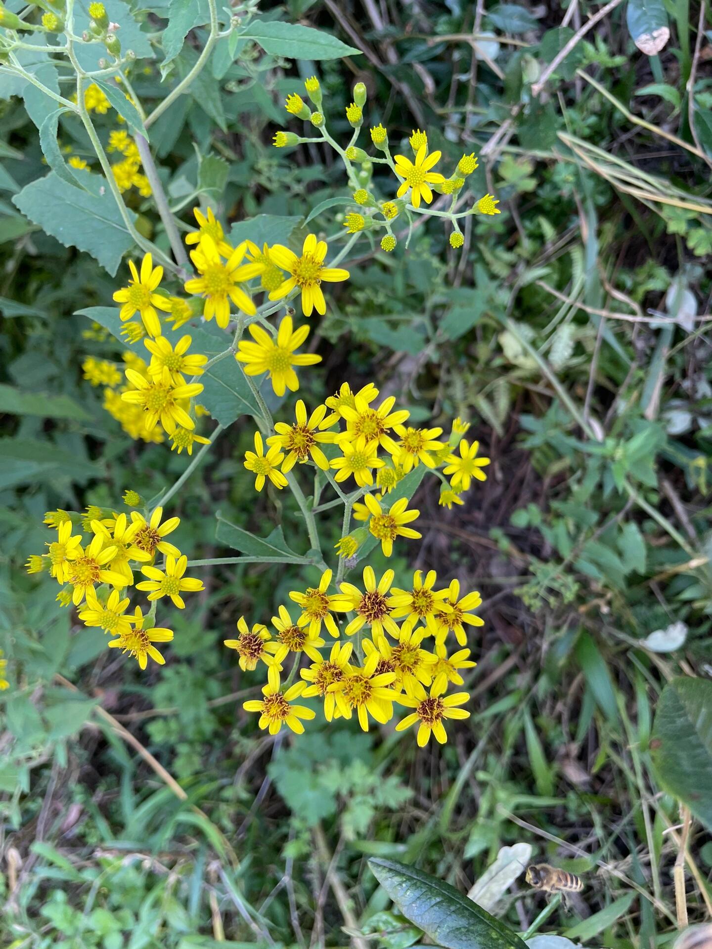 每天一次植物摄影科普之-千里光 千里光,菊科千里光属